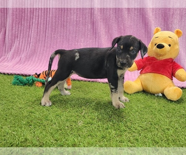 Medium Photo #6 Catahoula Leopard Dog Puppy For Sale in CUMBY, TX, USA