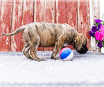 Small #8 Mastiff