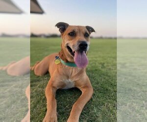 Greyhound-Unknown Mix Dogs for adoption in Flower Mound, TX, USA