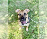 Small #1 Black Mouth Cur-Pug Mix