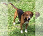 Small #13 Beagle