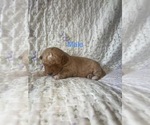 Puppy Red Male Cavapoo