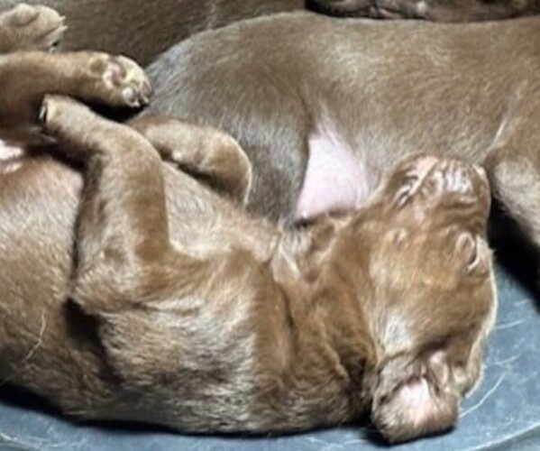 Medium Photo #1 Labrador Retriever Puppy For Sale in OMAHA, NE, USA