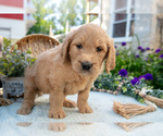 Small #1 Goldendoodle