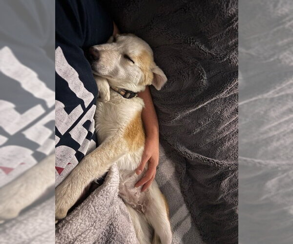 Medium Photo #6 Mutt Puppy For Sale in Sandy, UT, USA