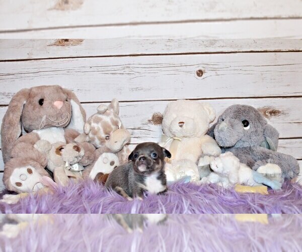 Medium Photo #49 Chihuahua Puppy For Sale in CHARLESTON, AR, USA