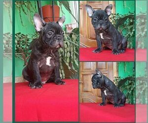 French Bulldog Puppy for sale in TAMPA, FL, USA