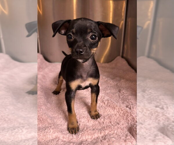 Medium Photo #2 Chihuahua-Unknown Mix Puppy For Sale in Oak Bluffs, MA, USA