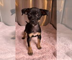 Small #1 Chihuahua Mix