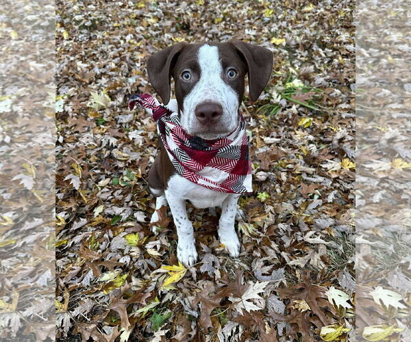 Medium Photo #15 American Pit Bull Terrier-Unknown Mix Puppy For Sale in Minneapolis, MN, USA
