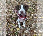 Small #14 American Pit Bull Terrier Mix