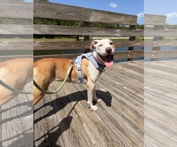 Medium Photo #4 Catahoula Leopard Dog-Unknown Mix Puppy For Sale in Sanford, FL, USA