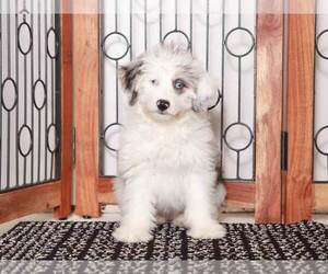 F2 Aussiedoodle Puppy for sale in NAPLES, FL, USA