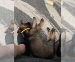 Small #5 German Shepherd Dog