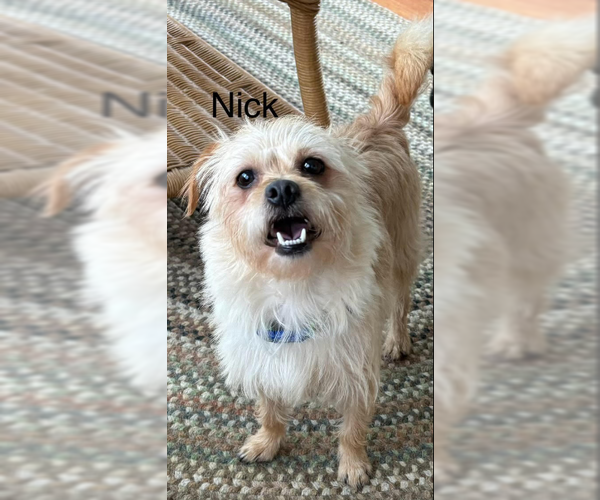 Medium Photo #13 Mutt Puppy For Sale in Cranston, RI, USA