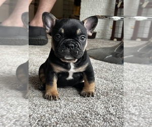 French Bulldog Puppy for Sale in VIENNA, West Virginia USA