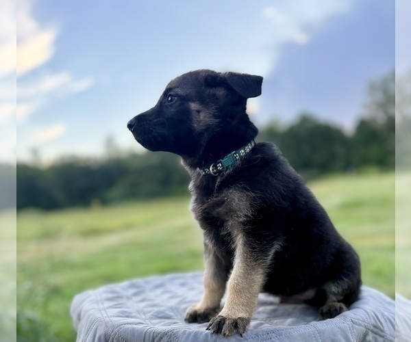 Medium Photo #9 German Shepherd Dog Puppy For Sale in SUMPTER TWP, MI, USA