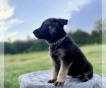 Small #8 German Shepherd Dog