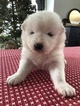 Small Photo #4 Samoyed Puppy For Sale in ROCHESTER, NY, USA