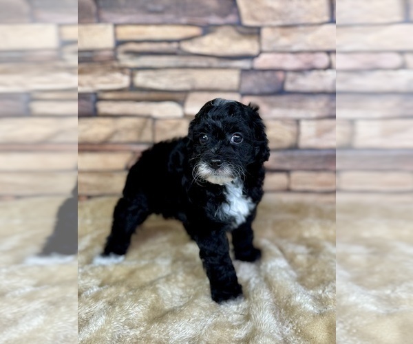 Medium Photo #13 Goldendoodle (Miniature) Puppy For Sale in HALTOM CITY, TX, USA