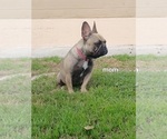 Small Photo #1 French Bulldog Puppy For Sale in LOS ANGELES, CA, USA