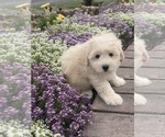 Small #6 Coton de Tulear-Poodle (Toy) Mix