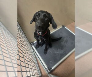 Labrador Retriever Dogs for adoption in Ogden, UT, USA