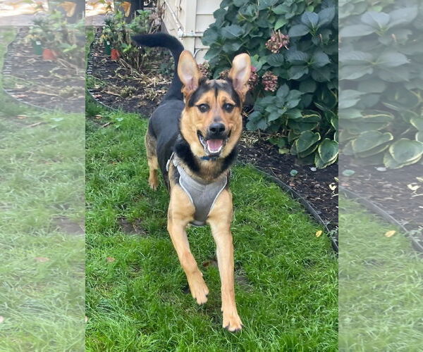 Medium Photo #4 German Shepherd Dog-Unknown Mix Puppy For Sale in Rochester, NY, USA