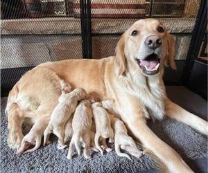 Mother of the English Cream Golden Retriever puppies born on 06/20/2023