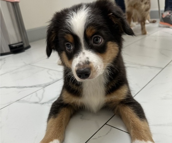 Medium Photo #1 Australian Shepherd Puppy For Sale in ONTARIO, CA, USA