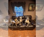 Small Photo #1 Bullboxer Pit Puppy For Sale in PEARL RIVER, NY, USA