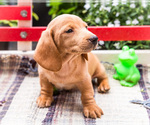 Puppy 4 Dachshund