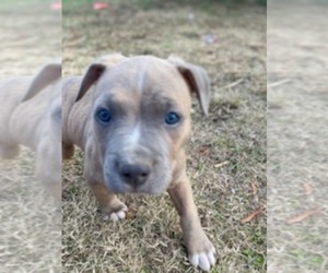 American Pit Bull Terrier Puppy for sale in ROSSVILLE, GA, USA
