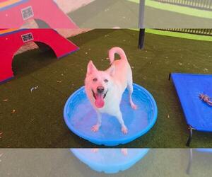 Montana - Male Gerberian Shepsky Dog for Adoption - Photo #6
