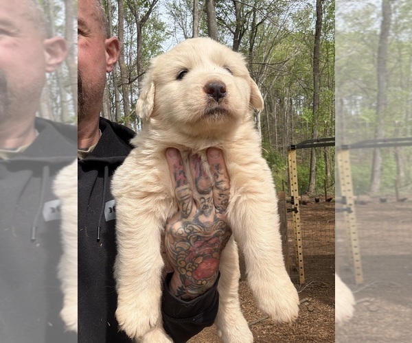 Medium Photo #19 Great Pyrenees Puppy For Sale in NEWTON, NC, USA