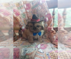 Shih Tzu Puppy for sale in TECUMSEH, MI, USA