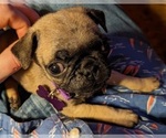 Small Photo #4 Pug Puppy For Sale in EAST BRIDGEWATER, MA, USA