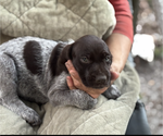 Small Photo #4 German Shorthaired Pointer-German Wirehaired Pointer Mix Puppy For Sale in DEFUNIAK SPRINGS, FL, USA