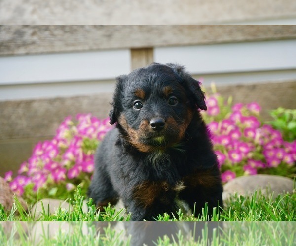 Medium Photo #3 Bernedoodle (Miniature) Puppy For Sale in NAPPANEE, IN, USA
