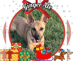 Dachshund-Unknown Mix Dogs for adoption in San Antonio, TX, USA