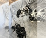 Small Australian Shepherd