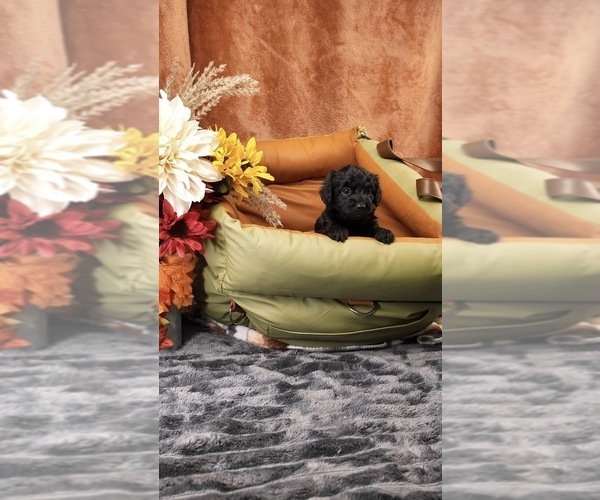 Medium Photo #27 Yorkipoo Puppy For Sale in FENTON, MI, USA