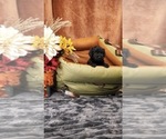 Puppy Jack Yorkipoo