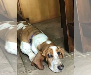 Mother of the Basset Hound puppies born on 07/07/2019