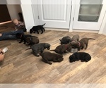 Small Photo #8 Labrador Retriever Puppy For Sale in PAYETTE, ID, USA