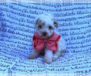 Poodle (Toy) Puppy for sale in CAMPBELLSVILLE, KY, USA