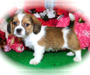 Bea-Tzu Puppy for sale in HAMMOND, IN, USA
