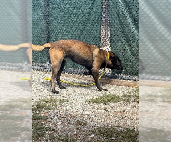 Medium Photo #3 Mutt Puppy For Sale in Imlay City, MI, USA