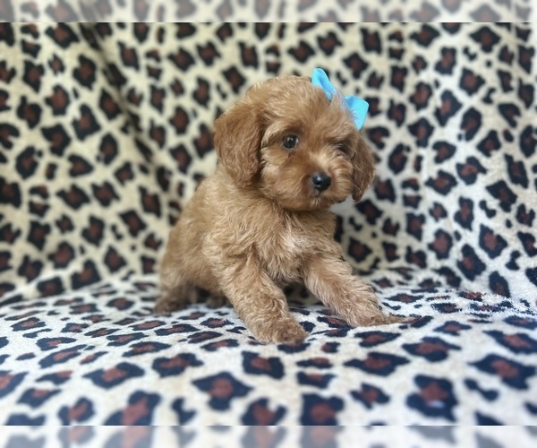 Medium Photo #7 Cock-A-Poo Puppy For Sale in LAKELAND, FL, USA