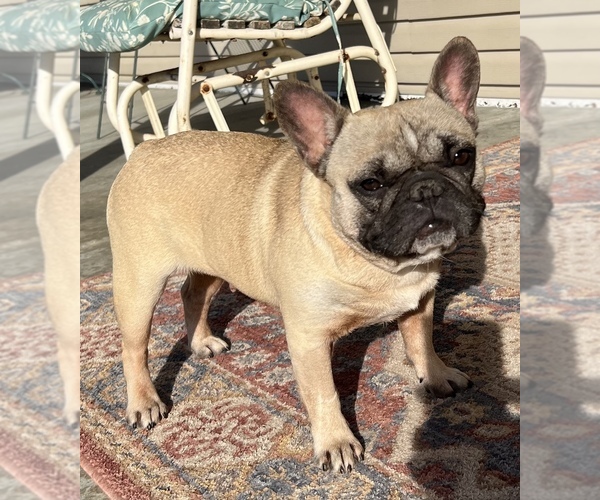 Medium Photo #12 French Bulldog Puppy For Sale in BOLIVAR, MO, USA